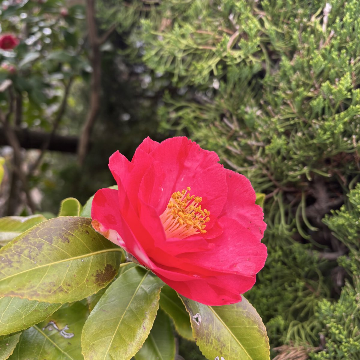 しゃーりー tweet media