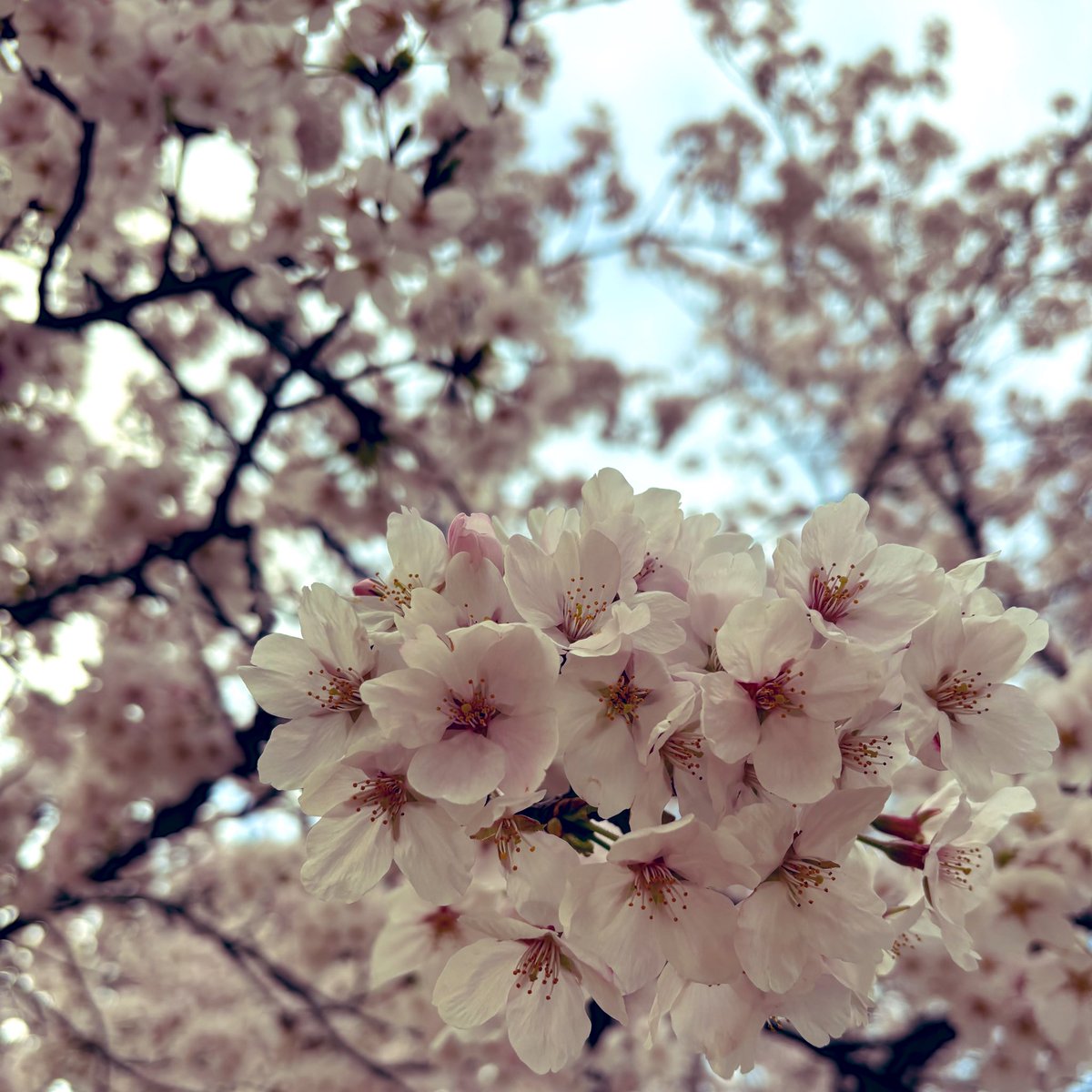 しゃーりー tweet media