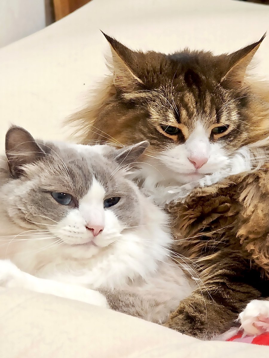 しろあん🐾でっかい北欧猫 tweet media