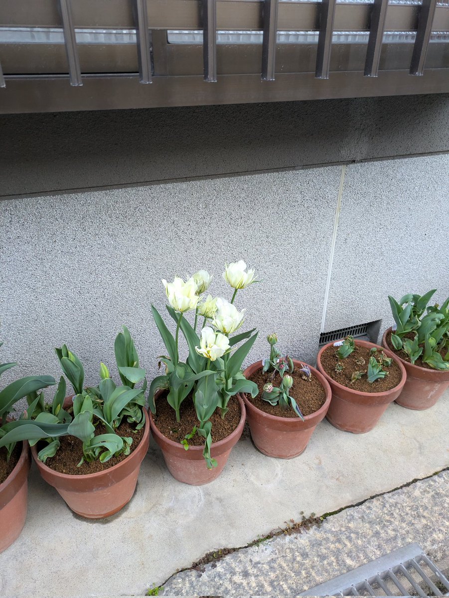 桂 文五郎 tweet media