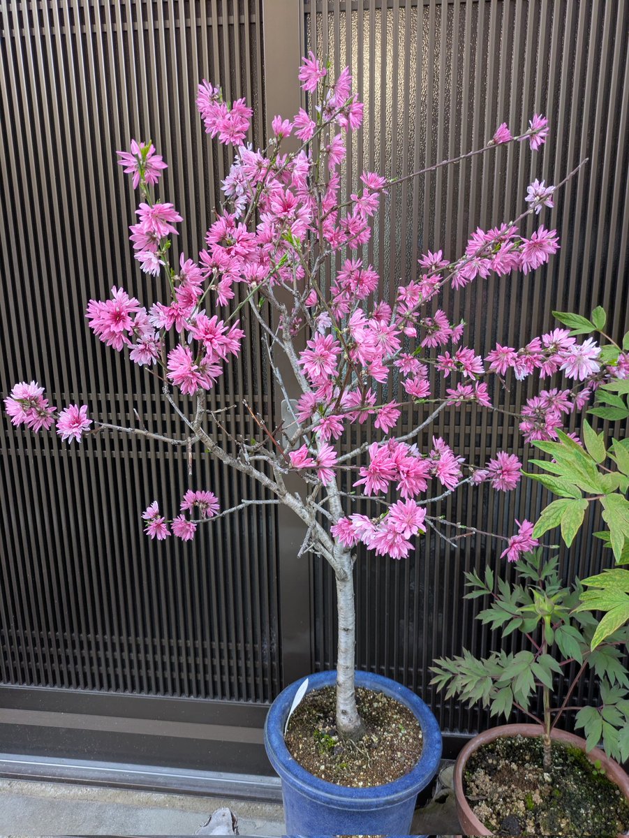 桂 文五郎 tweet media