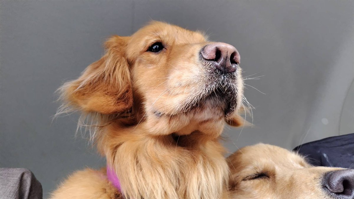 アニマルカフェけだま【貸切ふれあいのため予約制】 tweet media