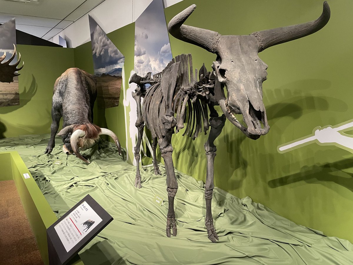 モノノフ モモ ちゃんR tweet media