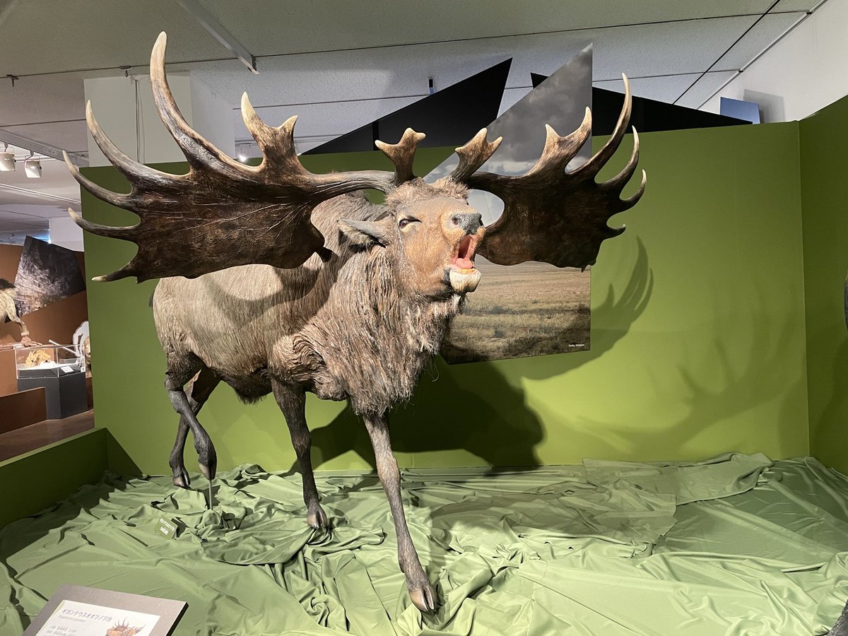 モノノフ モモ ちゃんR tweet media