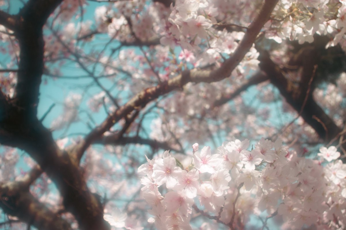 ぽてちー tweet media