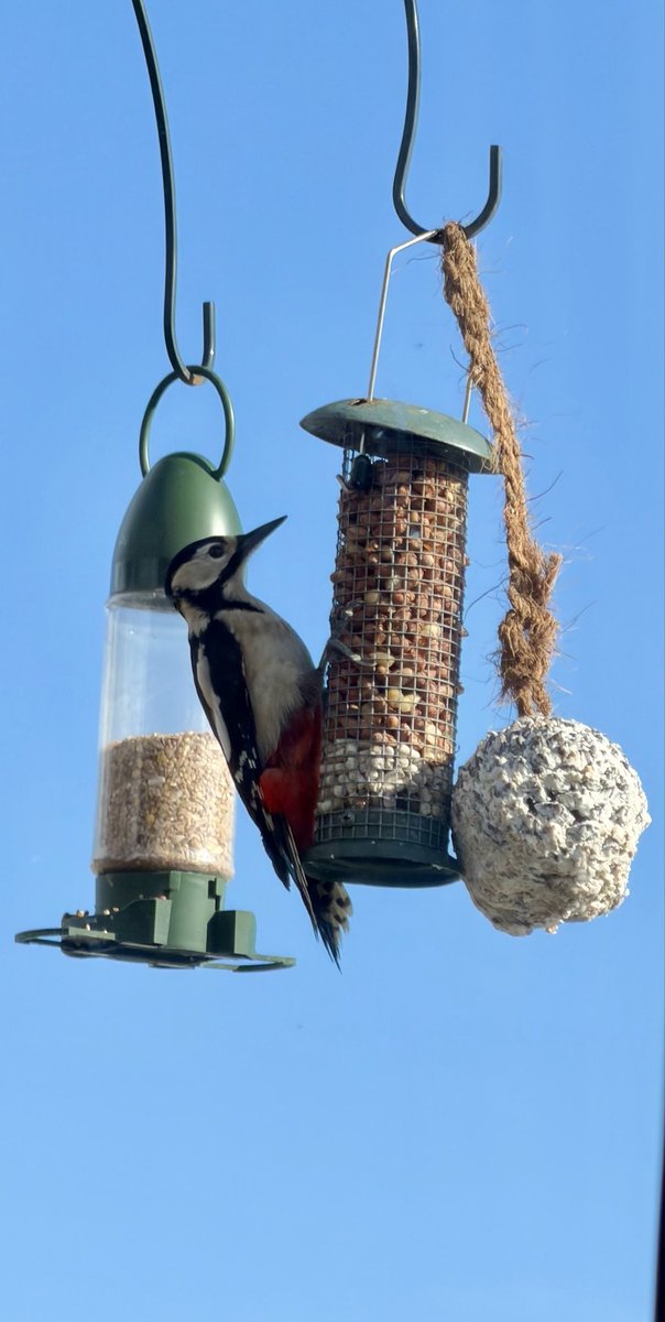 Debby Thorne tweet media