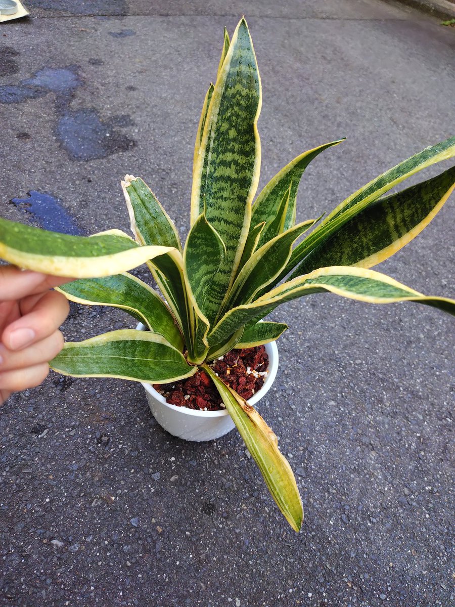 ふぇむと tweet media