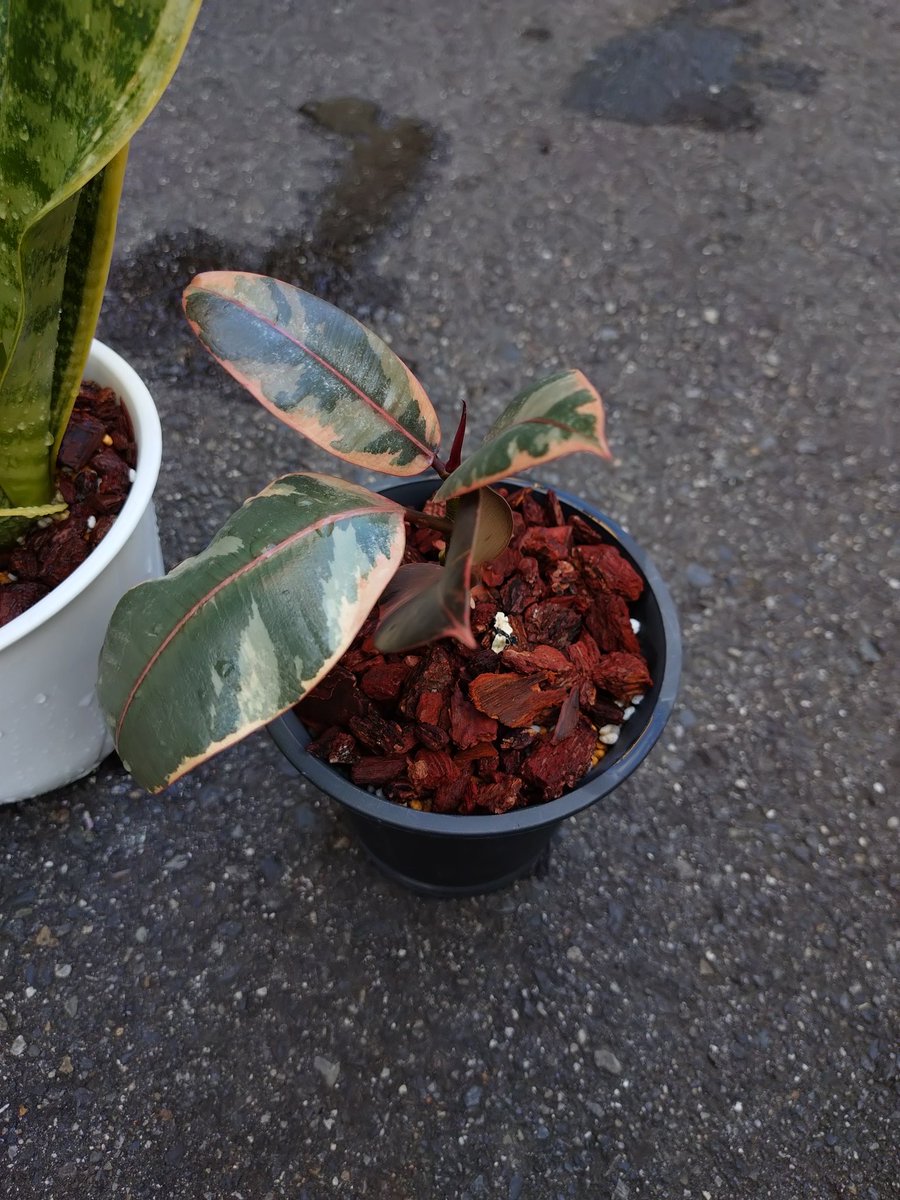 ふぇむと tweet media