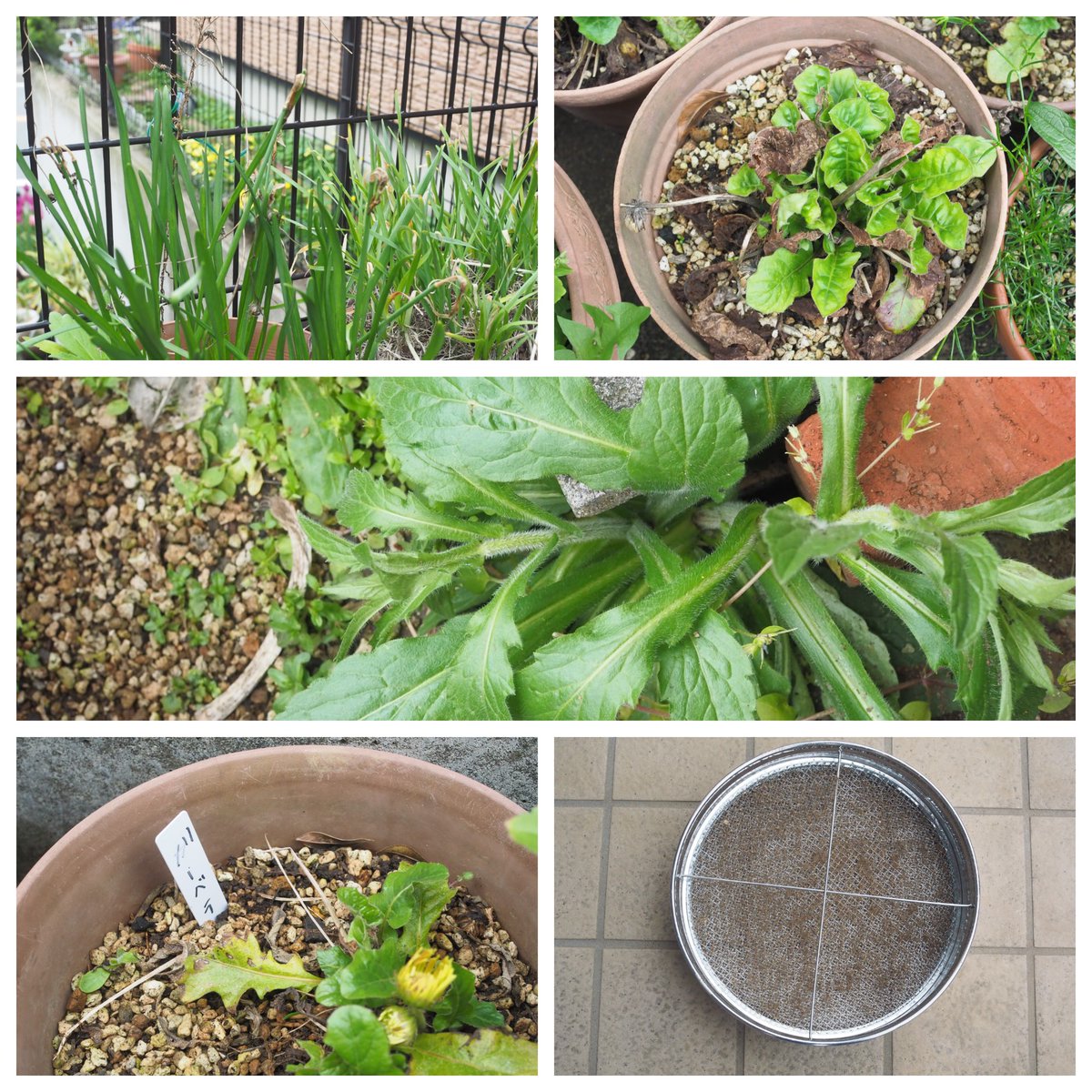 今日の園芸
変わった所だと枯れたと思ったガーベラから芽が出ていた。枯れた部分を綺麗にした。
後はいつもの花がら摘み、雑草とり、ネーム書き、枯れた植木鉢の整理をした。

＃園芸
＃よっしー園芸にチャンレジ
＃母の庭を引き継いで