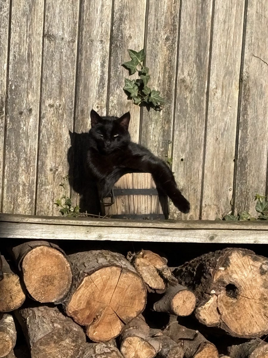 Baa Ram Ewe 🏴󠁧󠁢󠁷󠁬󠁳󠁿🐑🐷🦃🚜 tweet media