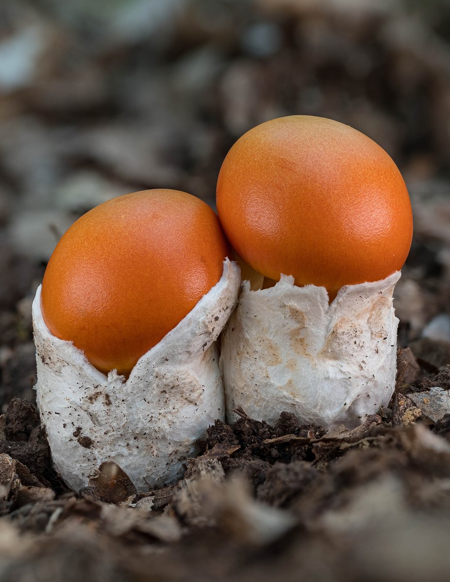 LukesMushrooms's tweet image. Happy Easter! 🐣🐇
These are not Easter eggs - this is Amanita caesarea found last summer, which I've been saving for this moment 🍄
🌍 Amanita caesarea
🇬🇧 Caesar's mushroom
🇩🇪 Kaiserling
🇨🇿 Muchomůrka císařka
🇸🇰 Muchotrávka cisárska
🇵🇱 Muchomor cesarski
#easter #egg #mushroom