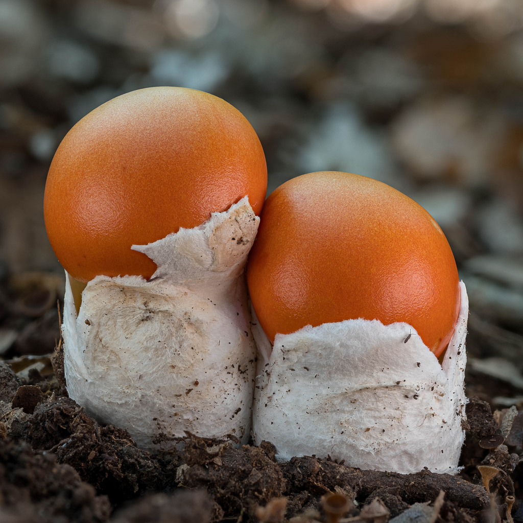 LukesMushrooms's tweet image. Happy Easter! 🐣🐇
These are not Easter eggs - this is Amanita caesarea found last summer, which I've been saving for this moment 🍄
🌍 Amanita caesarea
🇬🇧 Caesar's mushroom
🇩🇪 Kaiserling
🇨🇿 Muchomůrka císařka
🇸🇰 Muchotrávka cisárska
🇵🇱 Muchomor cesarski
#easter #egg #mushroom
