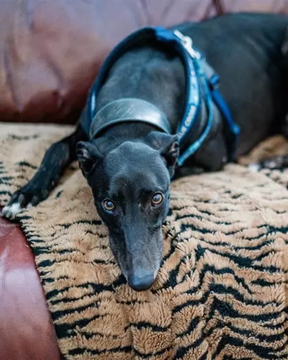 Blue Cross UK tweet media