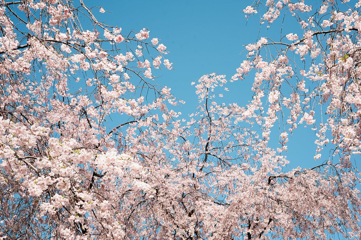 #photography #ayacolor #ファインダー越しの私の世界 #桜 #sakura