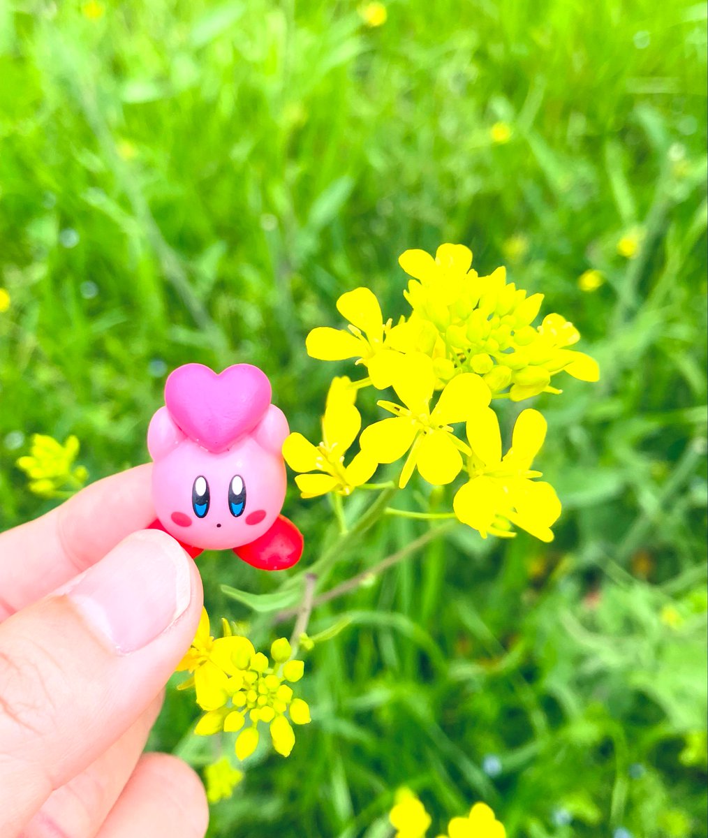 michi🌼いいかげん原稿やる🐝 tweet media