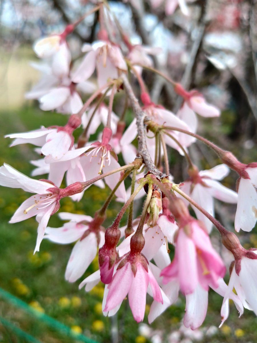 あられ®️🐶🙈🙊🙉 tweet media