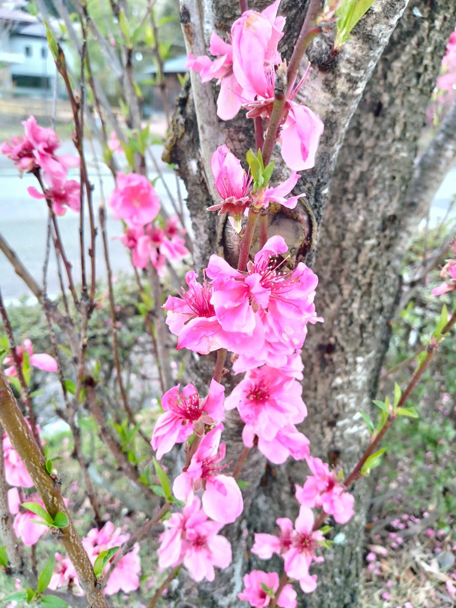 あられ®️🐶🙈🙊🙉 tweet media