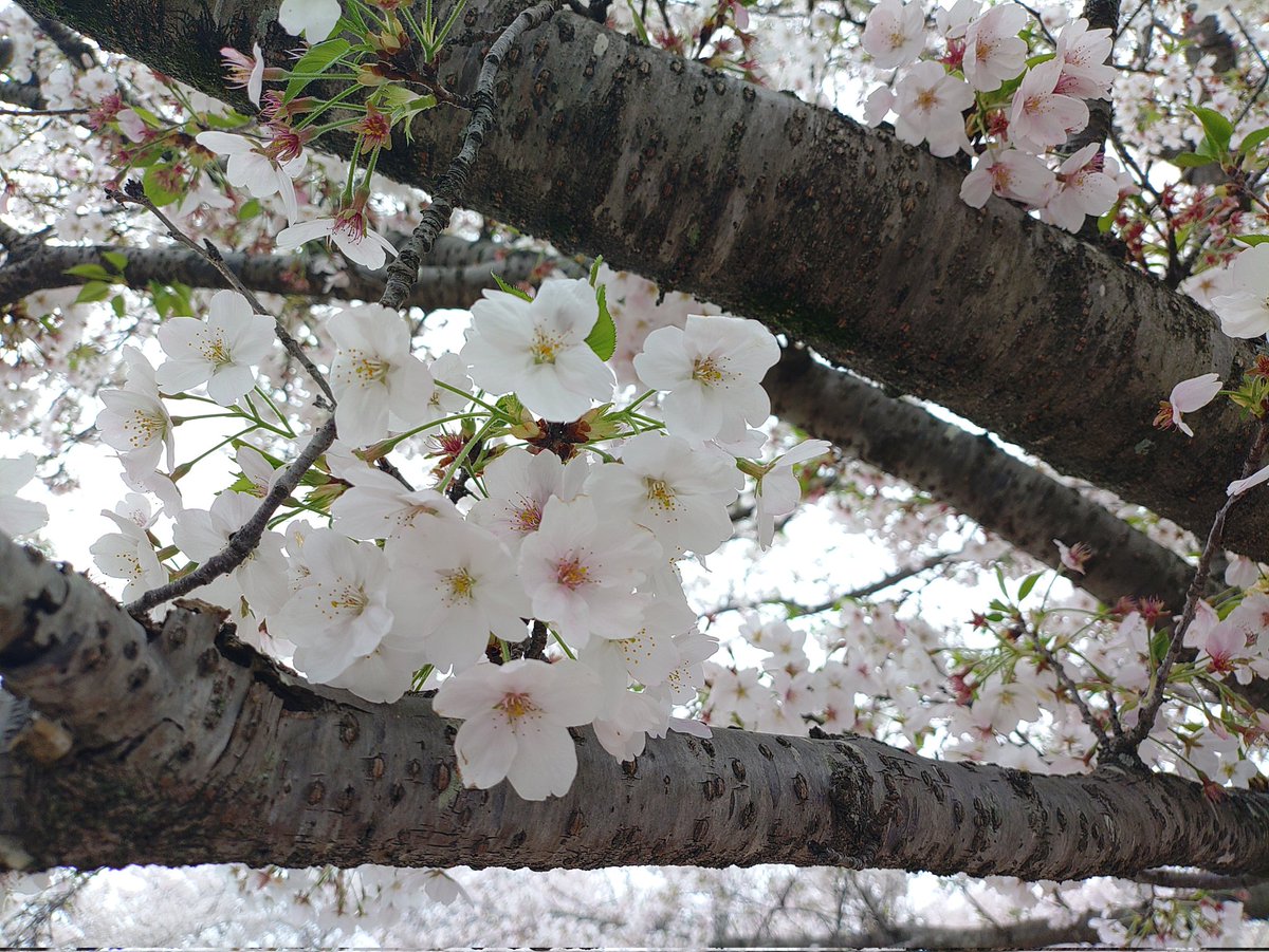 ryuuji_JGSDF's tweet photo. 今年も埼玉県権現堂桜堤に行けました。らき☆すたの聖地巡礼から始まってもう20年近くになる https://t.co/969K1D0dMG