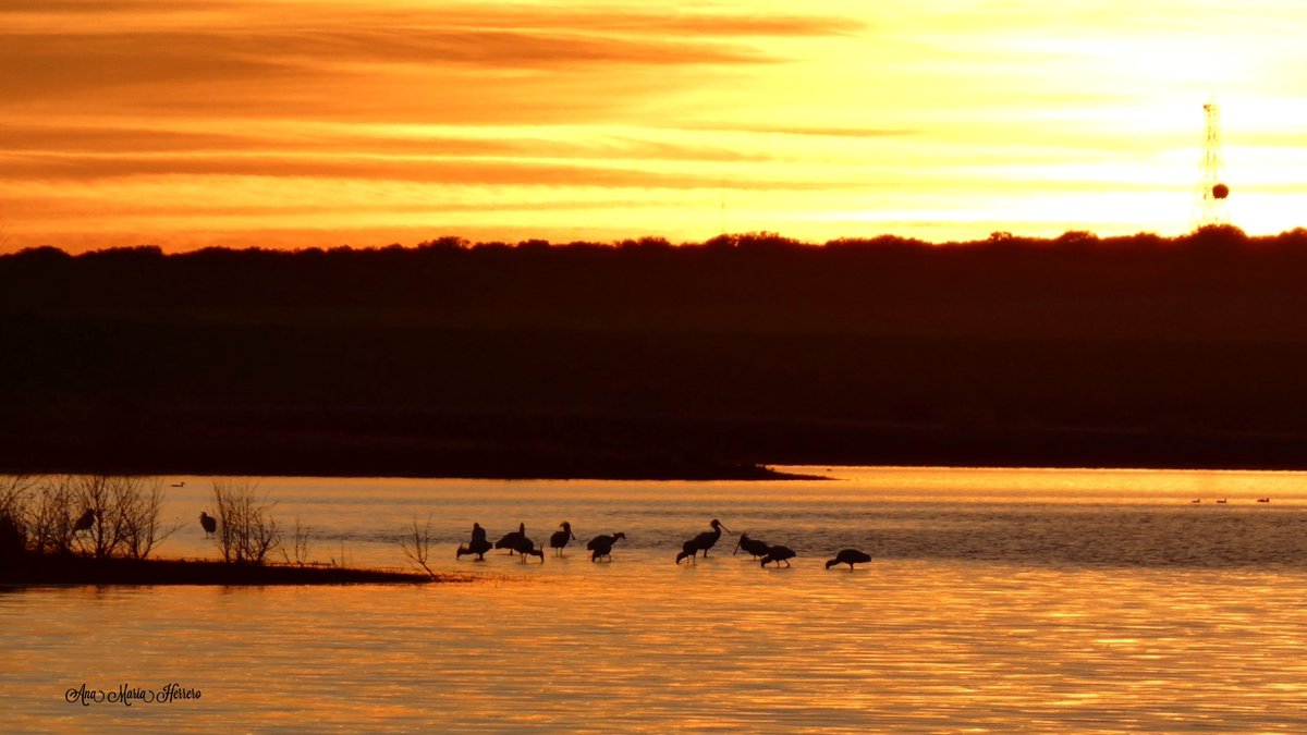 Ana María Herrero tweet media