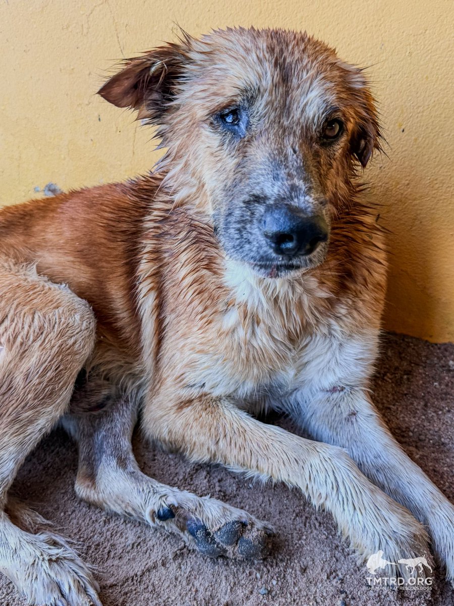 TMTRD - The Man That Rescues Dogs Foundation tweet media