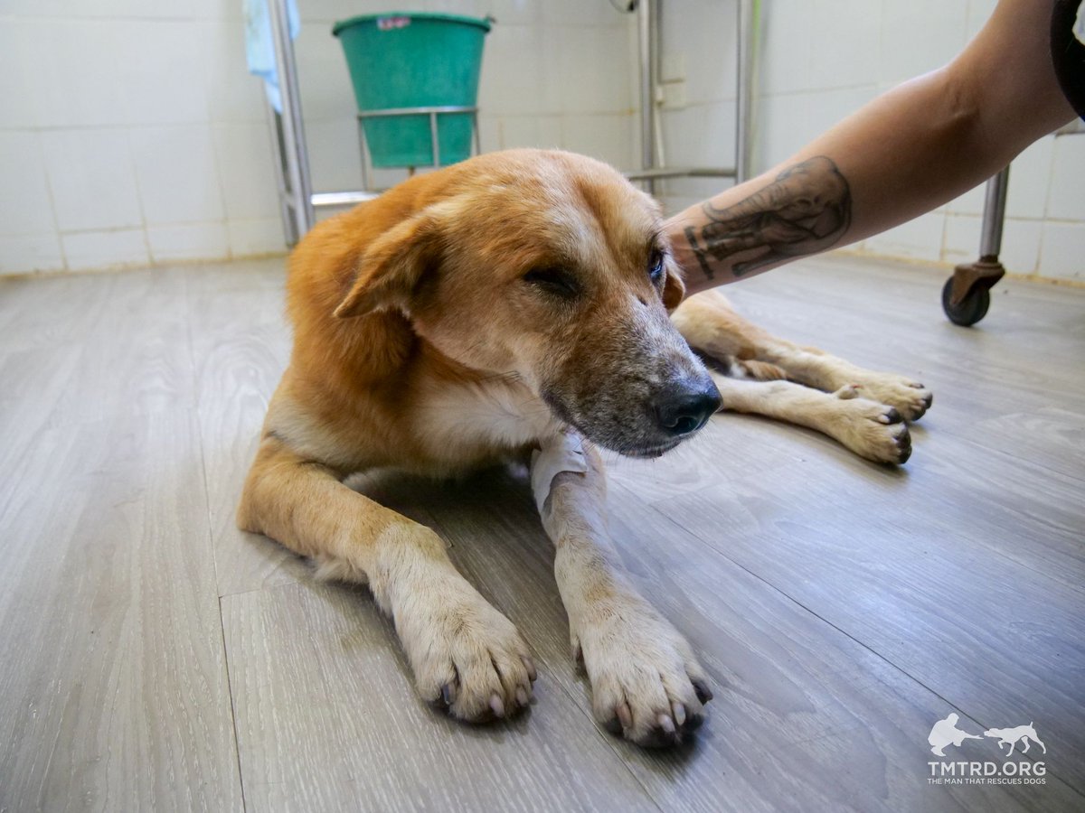 TMTRD - The Man That Rescues Dogs Foundation tweet media