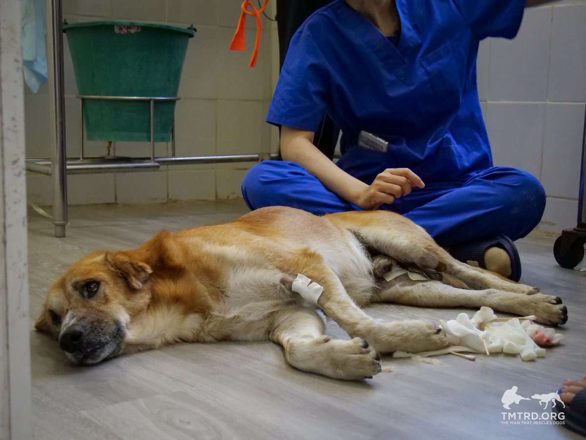 TMTRD - The Man That Rescues Dogs Foundation tweet media