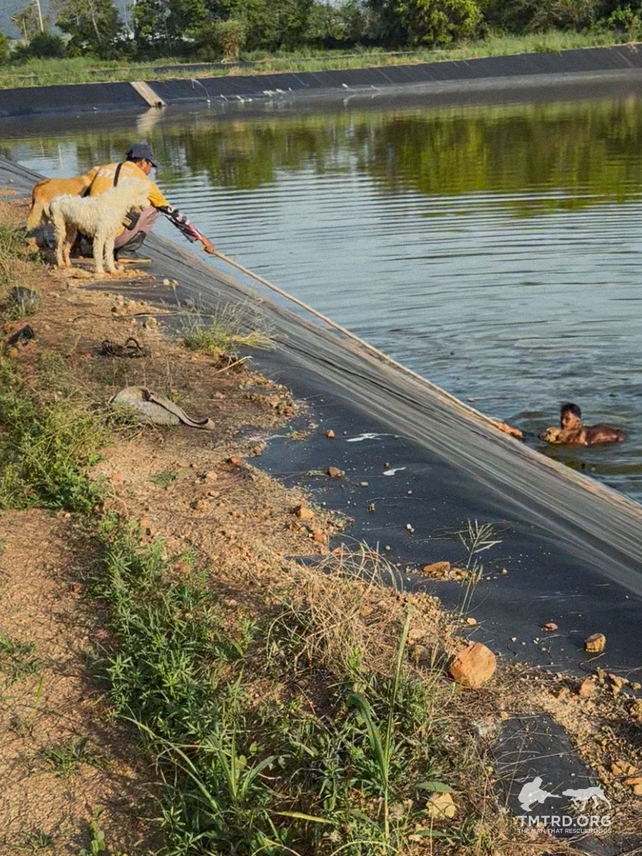 TMTRD - The Man That Rescues Dogs Foundation tweet media