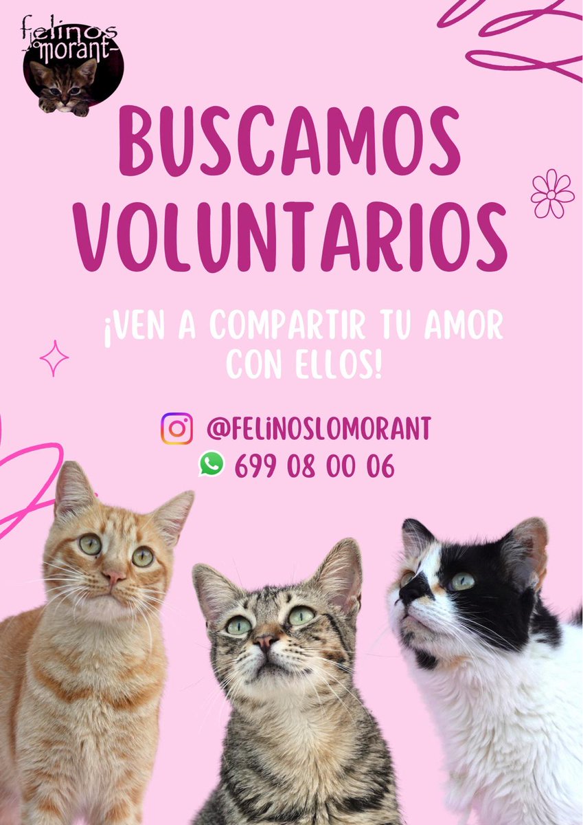 Felinos lo Morant tweet media