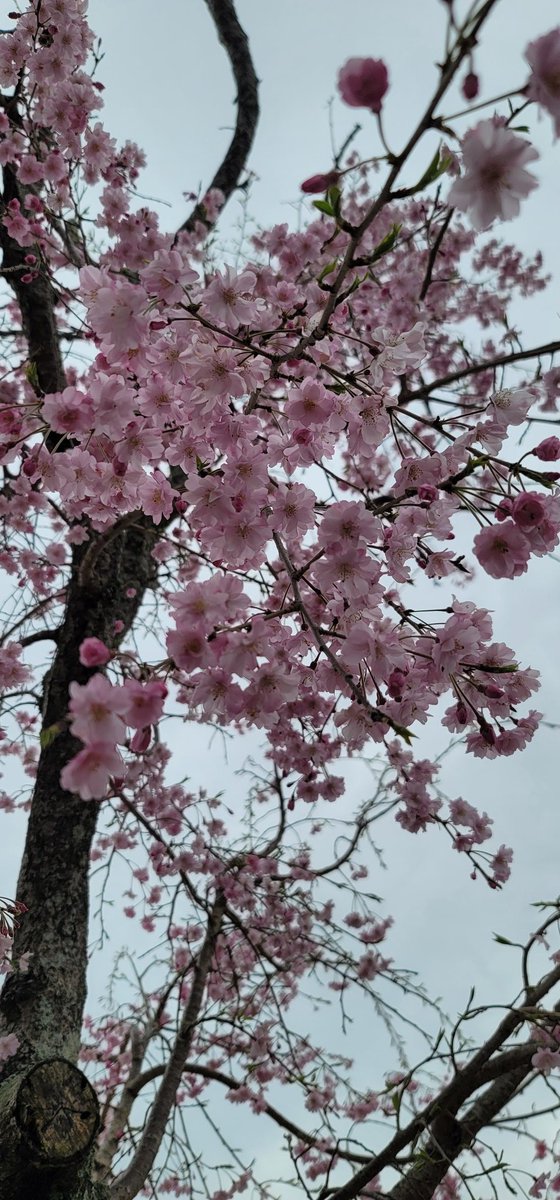 ちゃぁ tweet media