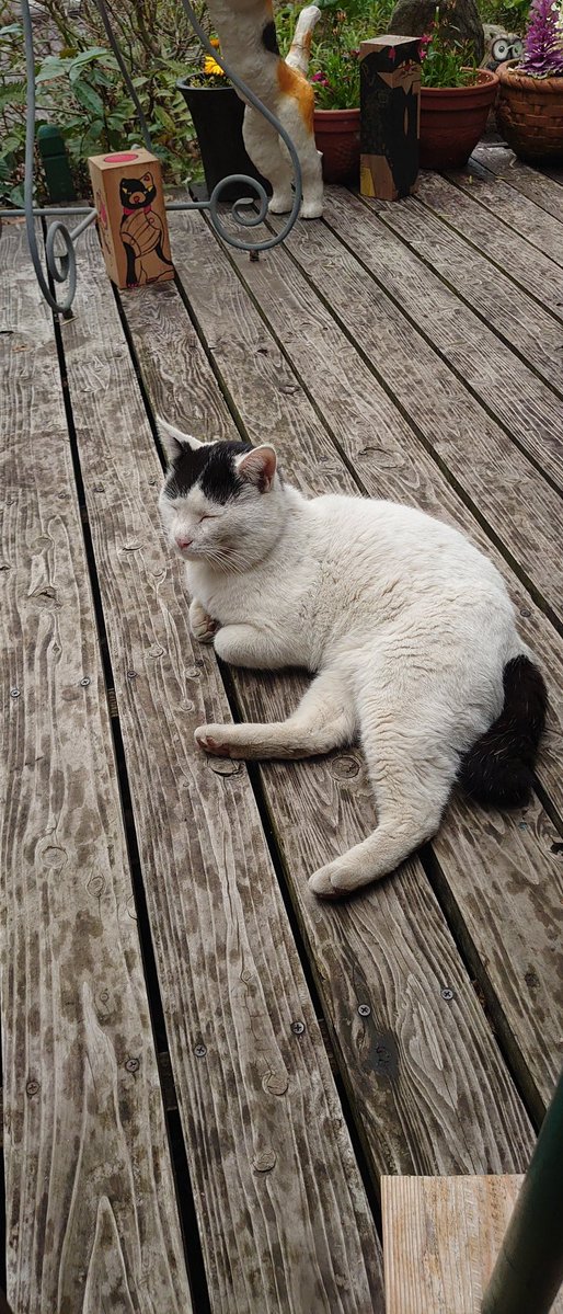 さくら tweet media