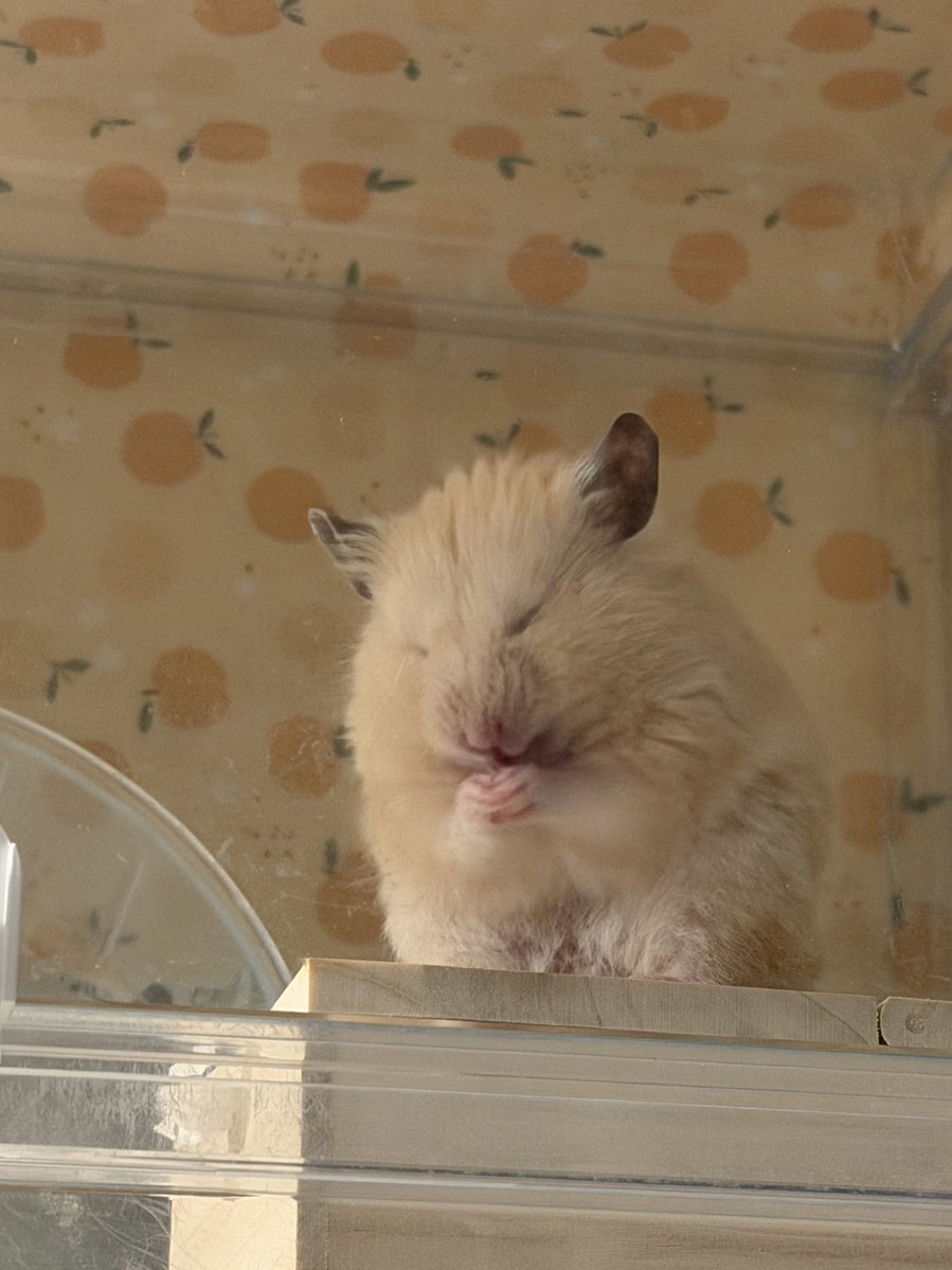 それいけ!ぽてちまる tweet media