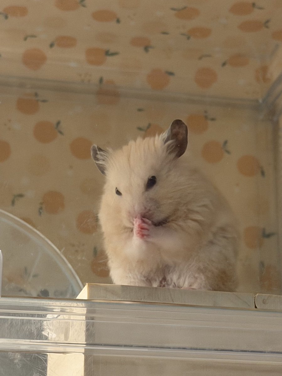 それいけ!ぽてちまる tweet media