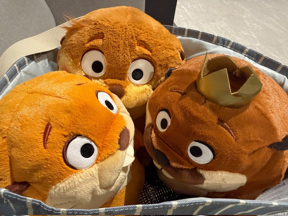 TorinosuTaiyo's tweet photo. 私がビーバーになる時、おいビバしてきた‼️
可愛い‼️
クレーンでぬいぐるみ3種気合で獲った‼️ https://t.co/EEaCrSSJsl