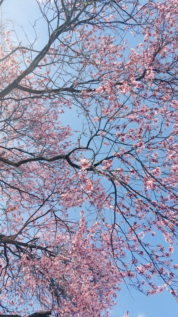 31Kristin's tweet photo. 🌸🌸🌸 https://t.co/yUNQ2fN3Te