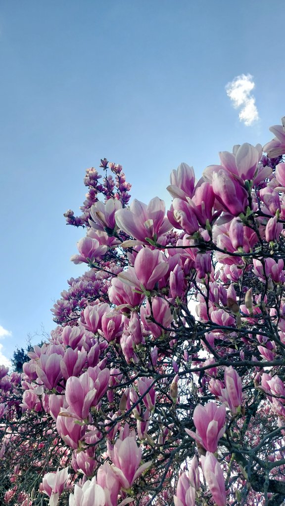 31Kristin's tweet photo. 🌸🌸🌸 https://t.co/yUNQ2fN3Te