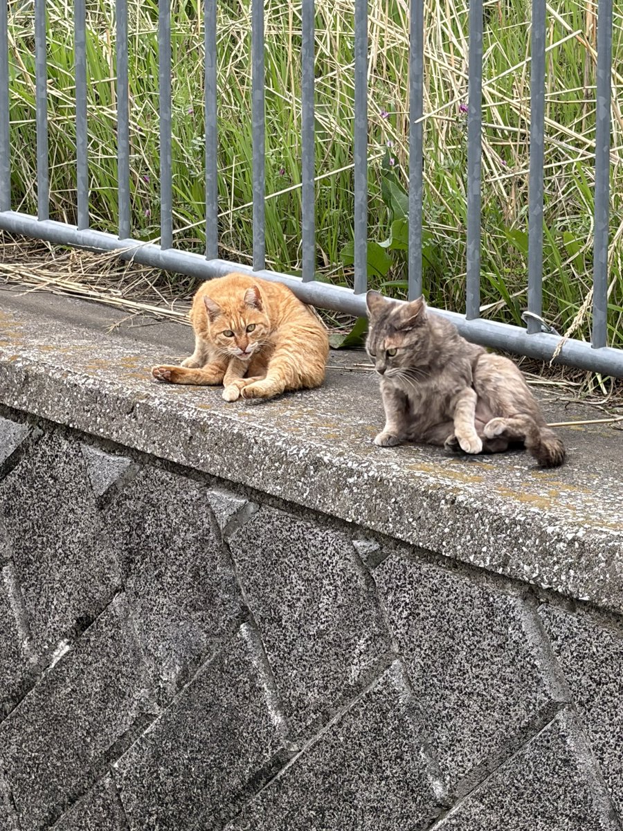 すずすけ tweet media