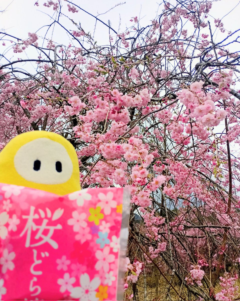 ymer_yi's tweet photo. 春間に合った🌸 https://t.co/fUjD3ZeLMy