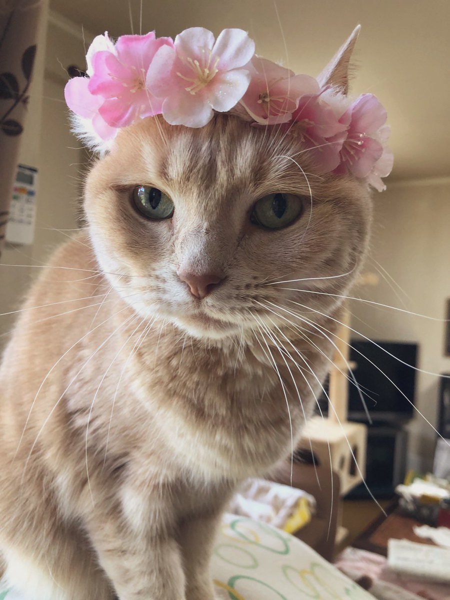 ミルカンポン tweet media