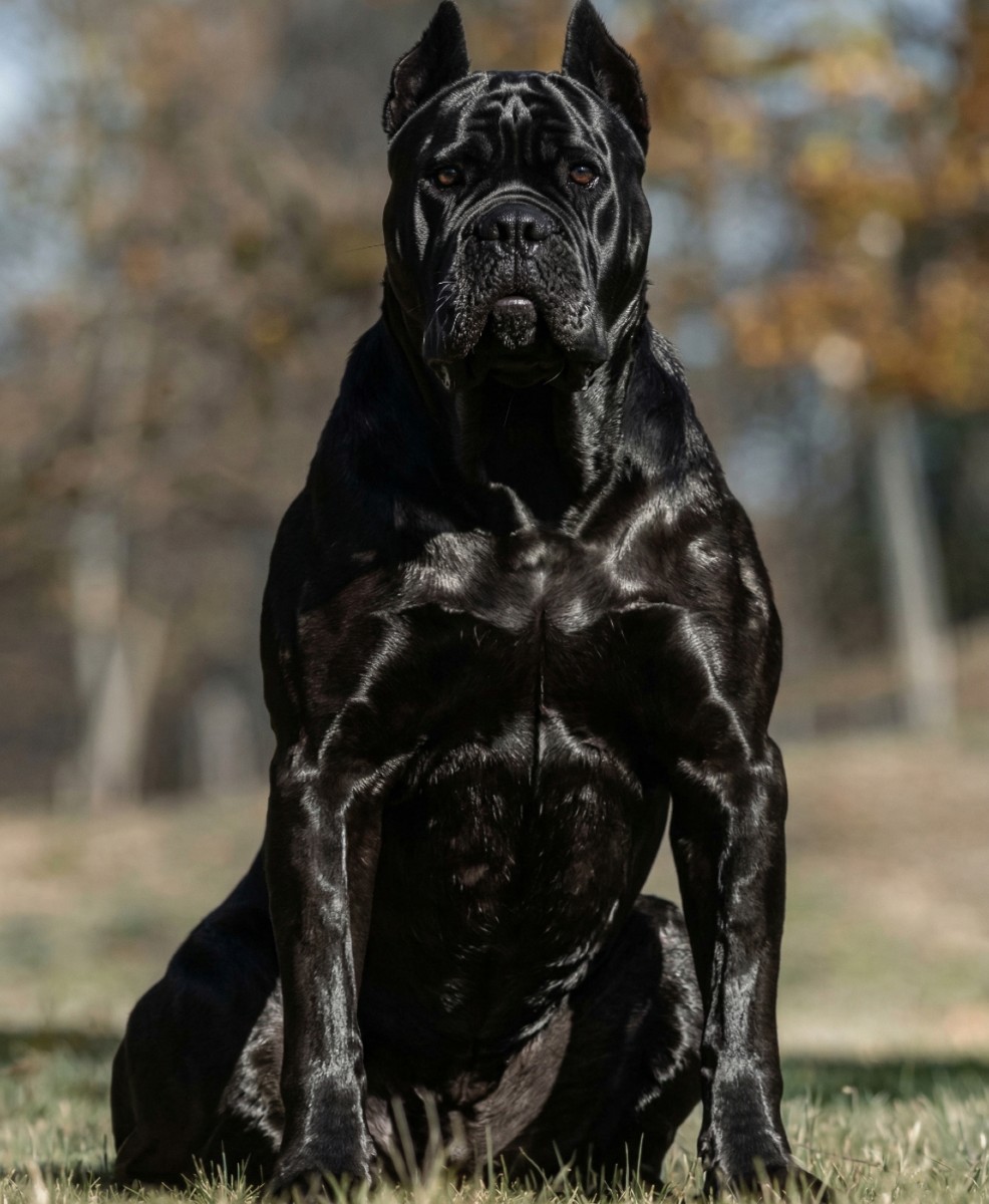 Josephine tweet media