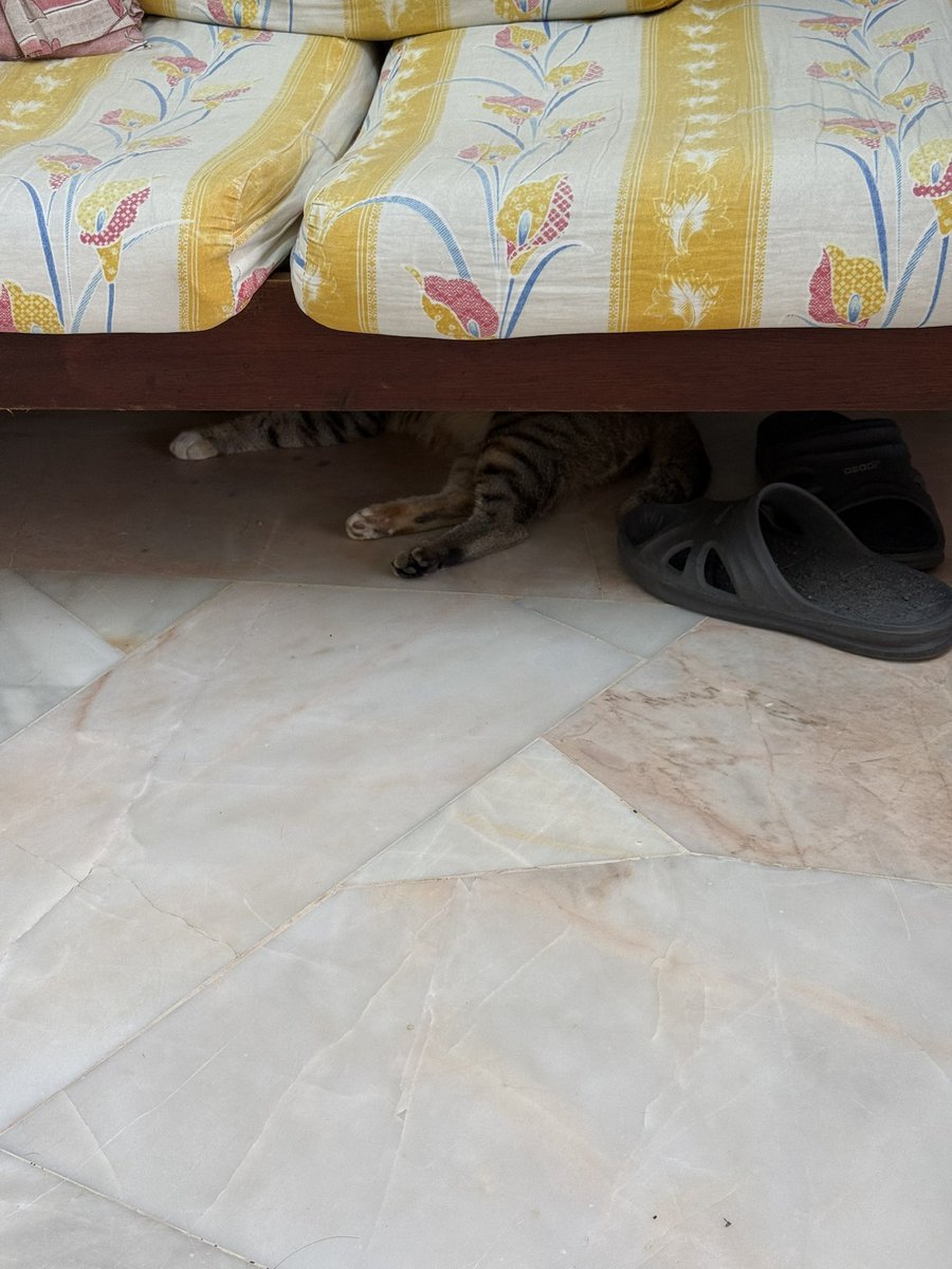 tomatowong14's tweet image. Happy 叫 pyyyyyy #cat