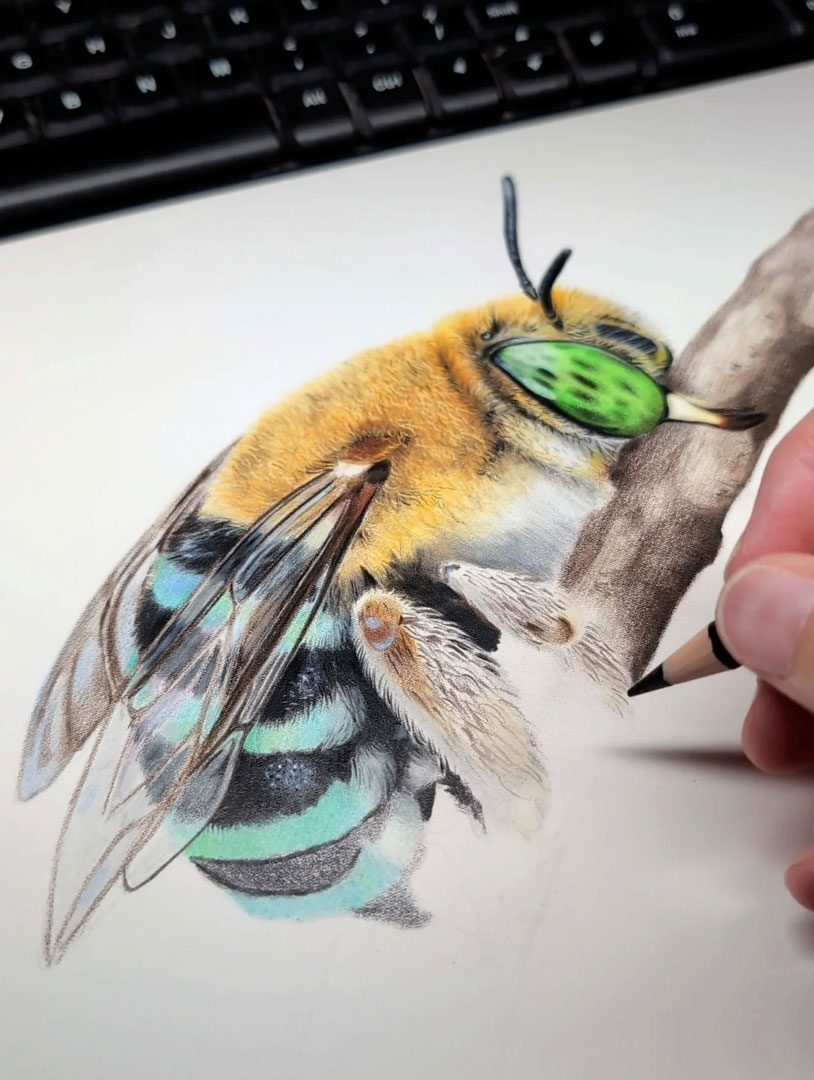 RachelHollisArt's tweet image. This Blue-banded Bee is almost finished 🐝 #drawing #illustration #bee #australia #insect