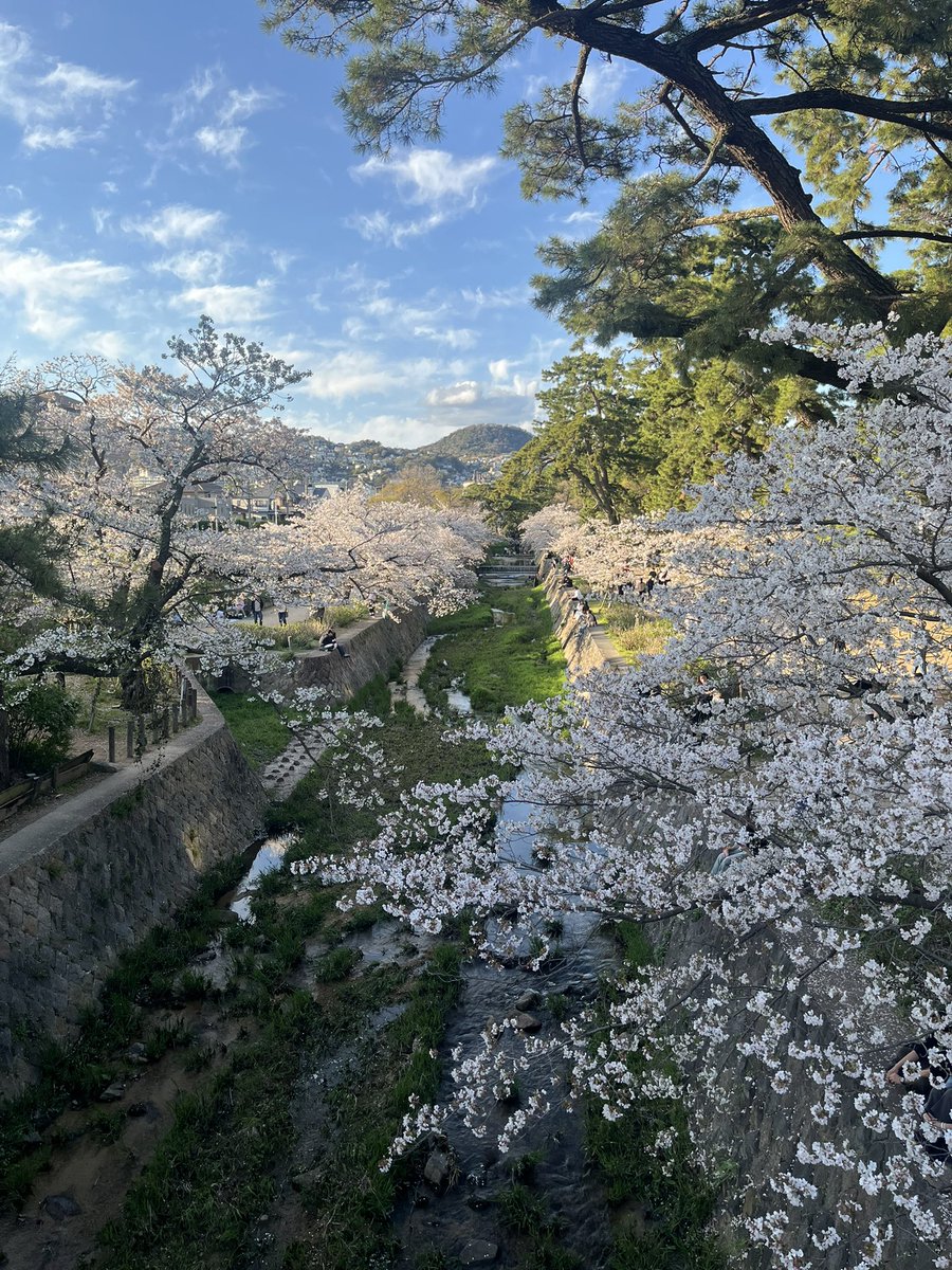 Jsk0224's tweet photo. 軽く花見したけどもうだいぶ散っちゃってたなー https://t.co/77UFM9dw7N