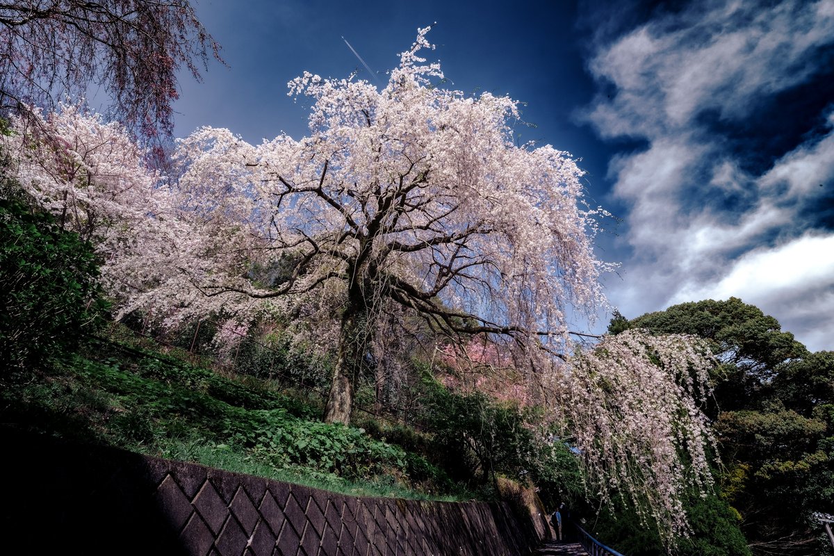 うえさん/Aliace🇯🇵 📸 tweet media