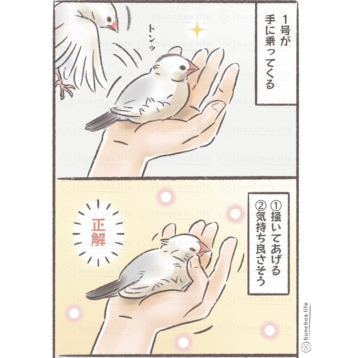 多分かいぬしにしか伝わらないよ…
#文鳥 
#4コマ漫画 