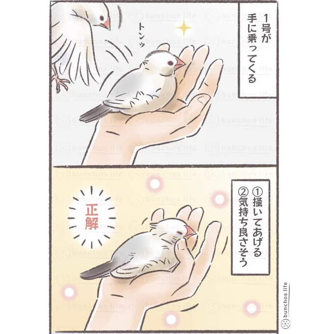 多分かいぬしにしか伝わらないよ…
#文鳥 
#4コマ漫画 