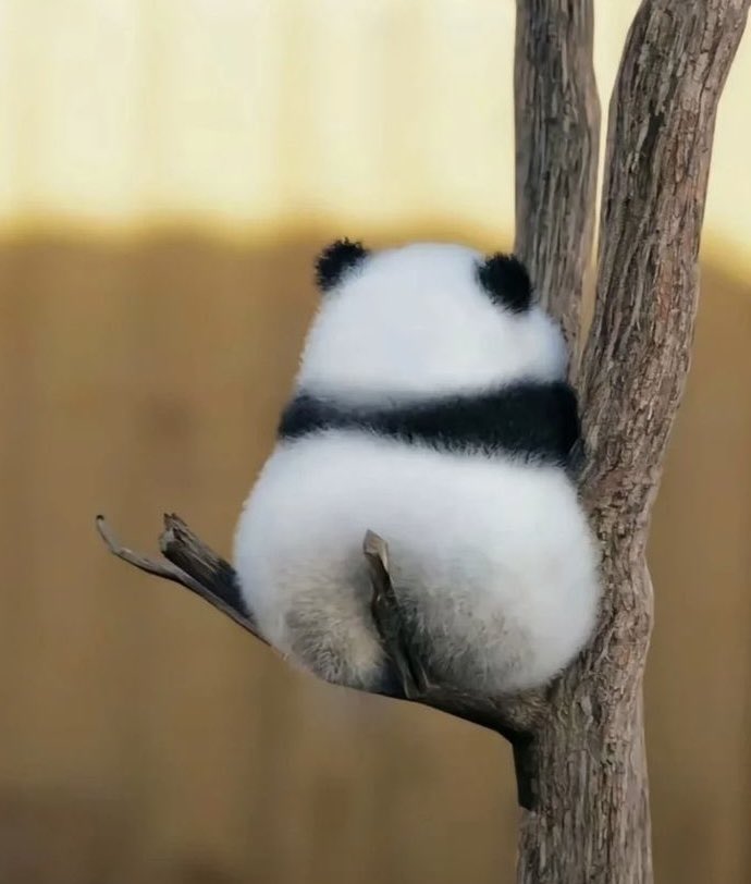 癒される動物 tweet media