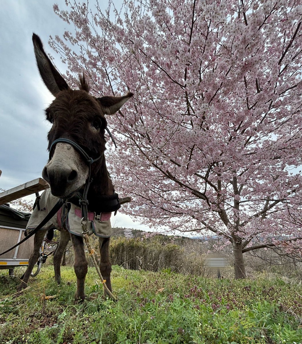 太郎丸 tweet media