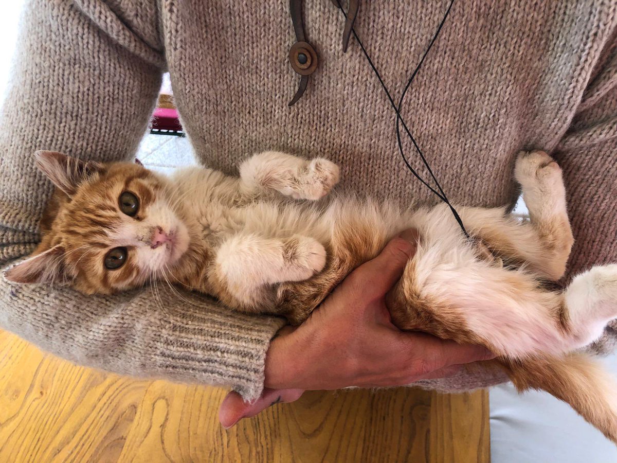 güzarkeo tweet media