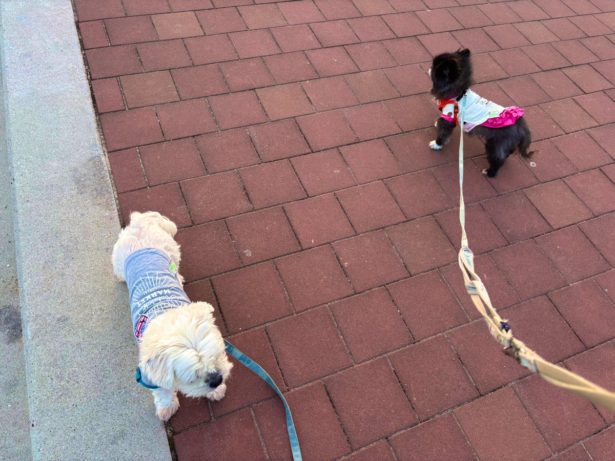 ICH1RO--51 恐竜おじさん🦖 tweet media