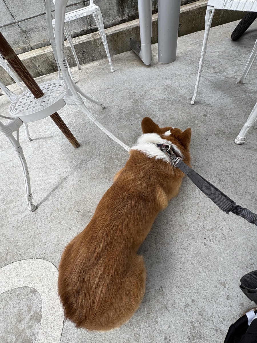 R2_question's tweet photo. 本犬は、今年も狂犬病💉済犬となりましたことをお知らせ致します📢

ちなみに、こちらは病院行く前のルンルンお散歩🐶と病院到着直後の順番待ち激萎え🐶となります https://t.co/ZIw3wQI8h6